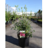 MYRTILLE DES JARDINS PINK LEMONADE En pot de 10-12 litres