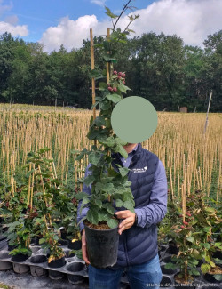 MÛRE GÉANTE SANS ÉPINES THORNFREE En pot de 4-5 litres