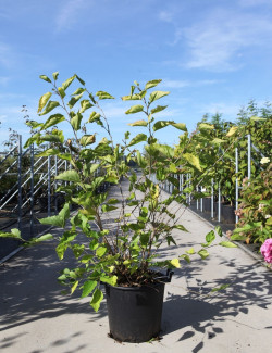 MORUS rotundiloba MOJO BERRY En pot de 30-35 litres