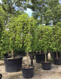MORUS alba PENDULA En pot de 70-90 litres forme tige hauteur du tronc 180-200 cm