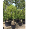 MORUS alba PENDULA En pot de 70-90 litres forme tige hauteur du tronc 180-200 cm