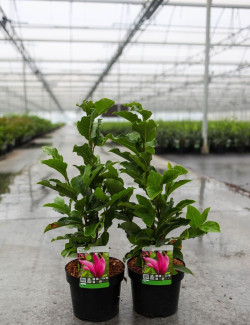 MAGNOLIA SUSAN En pot de 4-5 litres