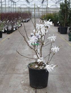 MAGNOLIA stellata ROYAL STAR En pot de 10-12 litres