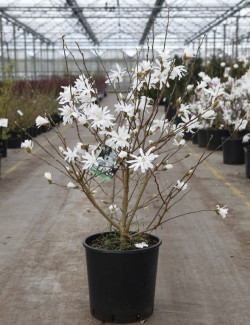 MAGNOLIA stellata En pot de 15-20 litres