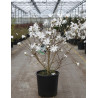 MAGNOLIA stellata En pot de 15-20 litres