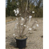 MAGNOLIA stellata En pot de 25-30 litres