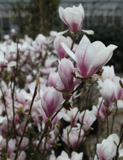 MAGNOLIA soulangeana