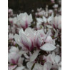 MAGNOLIA soulangeana
