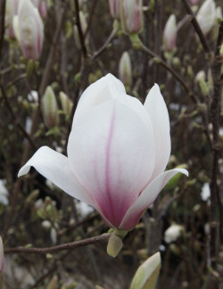 MAGNOLIA soulangeana