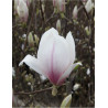 MAGNOLIA soulangeana