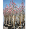 MAGNOLIA soulangeana