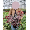 LOROPETALUM chinense FIRE DANCE En pot de 10-12 litres