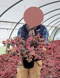 LOROPETALUM chinense FIRE DANCE En pot de 4-5 litres