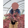 LOROPETALUM chinense FIRE DANCE En pot de 4-5 litres