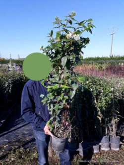 LONICERA similis DELAVAYI En pot de 4-5 litres