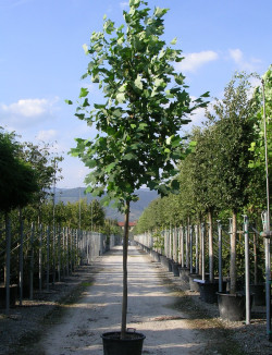 LIRIODENDRON tulipifera En pot de 35-50 litres forme tige hauteur du tronc 180-200 cm