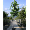 LIRIODENDRON tulipifera En pot de 35-50 litres forme tige hauteur du tronc 180-200 cm