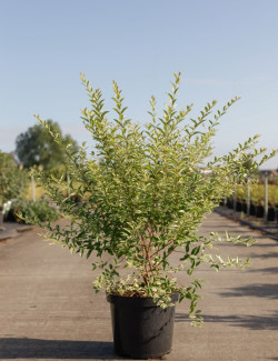 LIGUSTRUM ibota MUSLI En pot de 10-12 litres