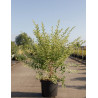 LIGUSTRUM ibota MUSLI En pot de 10-12 litres