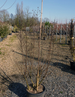LAGERSTROEMIA En pot de 15-20 litres