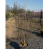LAGERSTROEMIA En pot de 15-20 litres