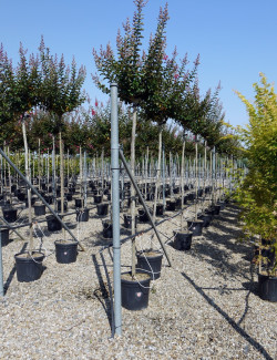 LAGERSTROEMIA En pot de 35-50 litres forme tige hauteur du tronc 180-200 cm