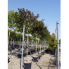 LAGERSTROEMIA En pot de 50-70 litres forme tige hauteur du tronc 180-200 cm