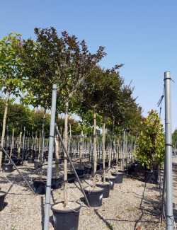 LAGERSTROEMIA En pot de 50-70 litres forme tige hauteur du tronc 180-200 cm