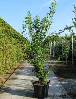 LABURNUM watereri VOSSII En pot de 50-70 litres