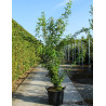 LABURNUM watereri VOSSII En pot de 50-70 litres