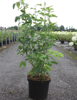 LABURNUM anagyroides En pot de 10-12 litres