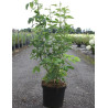 LABURNUM anagyroides En pot de 10-12 litres