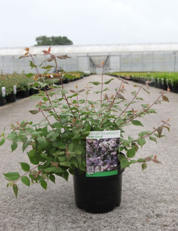 KOLKWITZIA amabilis Pink Cloud En pot de 4-5 litres