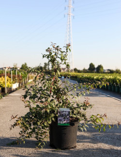 KOLKWITZIA amabilis Pink Cloud En pot de 10-12 litres