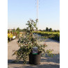 KOLKWITZIA amabilis Pink Cloud En pot de 10-12 litres