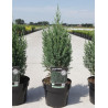 JUNIPERUS chinensis STRICTA En pot de 4-5 litres