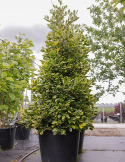 JUNIPERUS chinensis STRICTA En pot de 90-110 litres