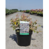 HYPERICUM moserianum TRICOLOR En pot de 3-4 litres