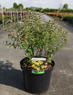 HYPERICUM hidcoteense HIDCOTE En pot de 10-12 litres