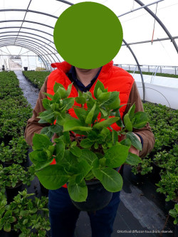 HORTENSIA En pot de 4-5 litres