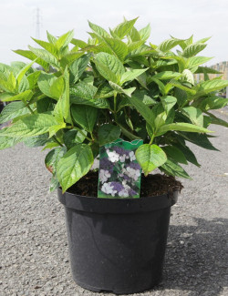 HYDRANGEA serrata BLUEBIRD En pot de 7-10 litres