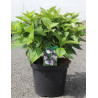 HYDRANGEA serrata BLUEBIRD En pot de 7-10 litres