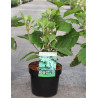HYDRANGEA quercifolia SNOW QUEEN En pot de 3-4 litres