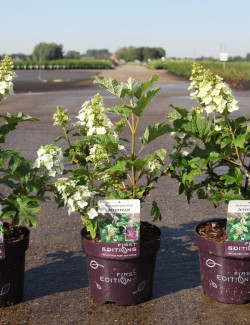 HYDRANGEA quercifolia JETSTREAM En pot de 4-5 litres
