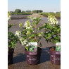 HYDRANGEA quercifolia JETSTREAM En pot de 4-5 litres