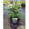 HYDRANGEA quercifolia JETSTREAM En pot de 10-12 litres