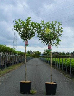 HYDRANGEA paniculata En pot de 12-15 litres forme tige hauteur du tronc 090-110 cm