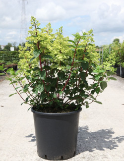 HYDRANGEA paniculata En pot de 30-35 litres