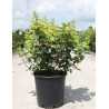 HYDRANGEA paniculata En pot de 30-35 litres