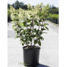 HYDRANGEA paniculata En pot de 10-12 litres